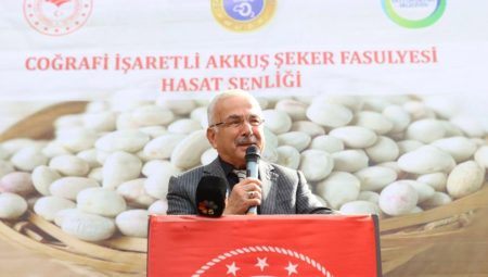 Akkuş Fasulyesinde Hasat Başladı