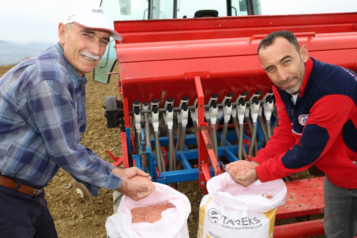 Kocaeli’nde Hibeli Tohumlar Tarlalarla Buluştu 1 Kocaeli’nde Hibeli Tohumlar Tarlalarla Buluştu