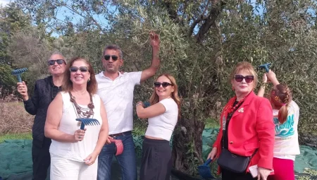 Artemis Lions Kulübü Urla’da Zeytin Hasadı Yaptı