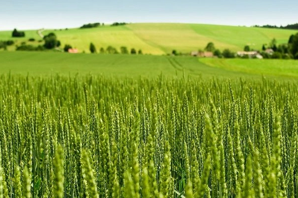 Tarım-ÜFE Yıllık %45,40 Arttı: Tek Yıllık Bitkisel Ürünlerde Sert Fiyat Artışı 1 Tarım-ÜFE Yıllık %45,40 Arttı: Tek Yıllık Bitkisel Ürünlerde Sert Fiyat Artışı